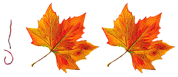 Autumn Leaf - business card