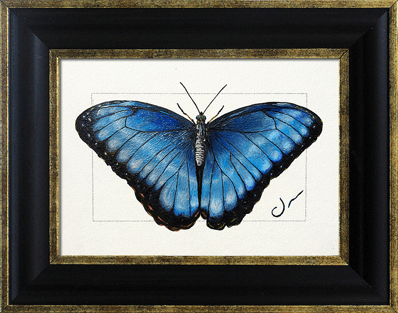 blue Morpho