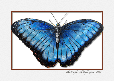 Blue Morpho