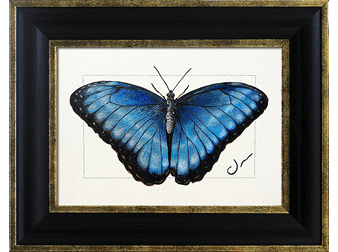 Blue Morpho