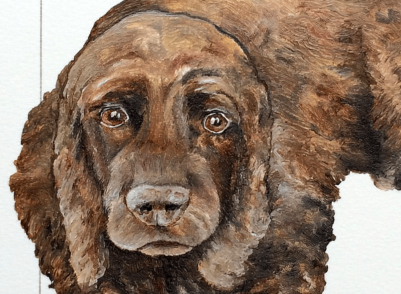 Cocker Spaniel detail