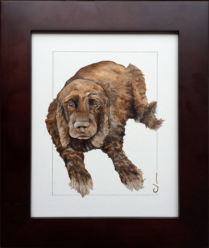 Cocker Spaniel