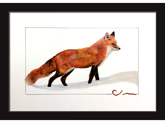 Red Fox in Snow