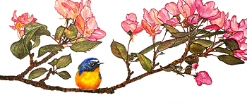 Bird, Bee, and Blossoms - business card