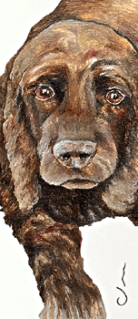 Cocker Spaniel - business card