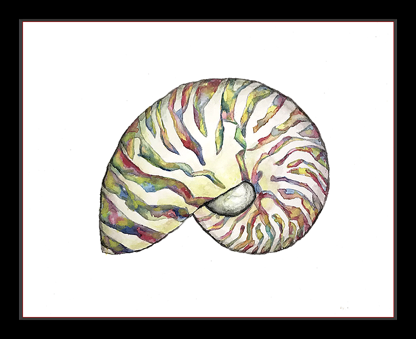 Iridescent Nautilus