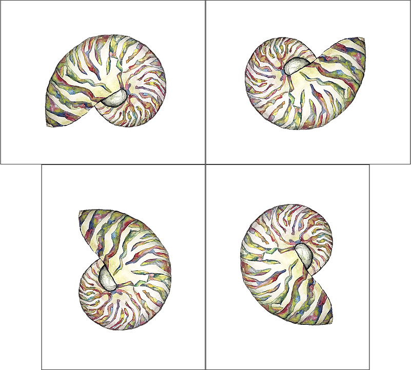 Iridescent Nautilus 4 orientations